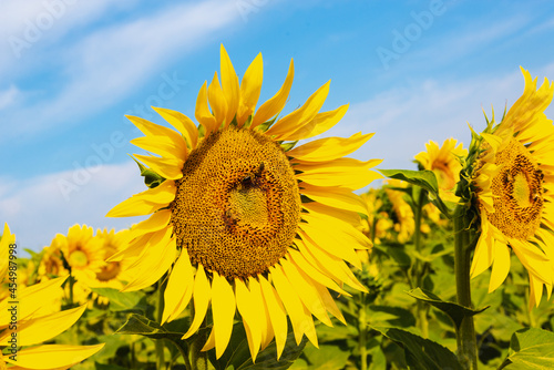 Sunflower field. One sunflower close up.