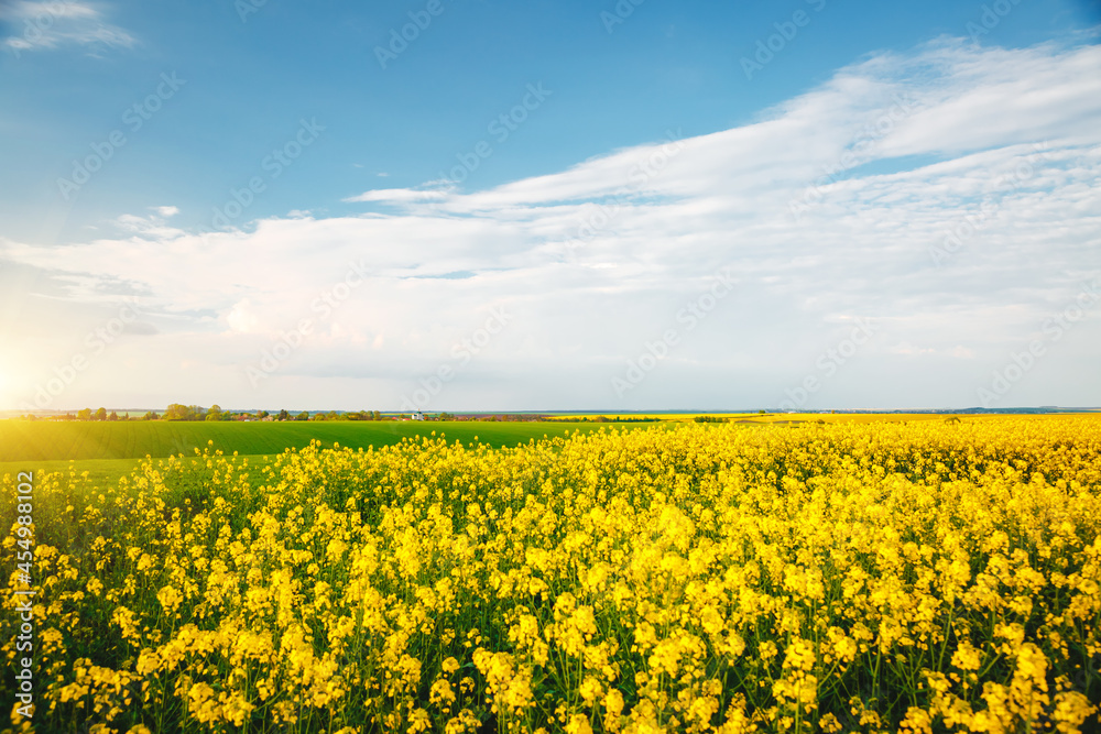 Bright yellow rapeseed field and cultivated land on a sunny day.