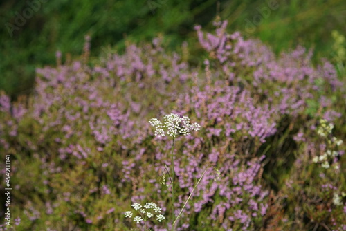 Bl  hende Heide in einem Naturschutzgebiet im Sp  tsommer  Ericaceae  Calluna vulgaris