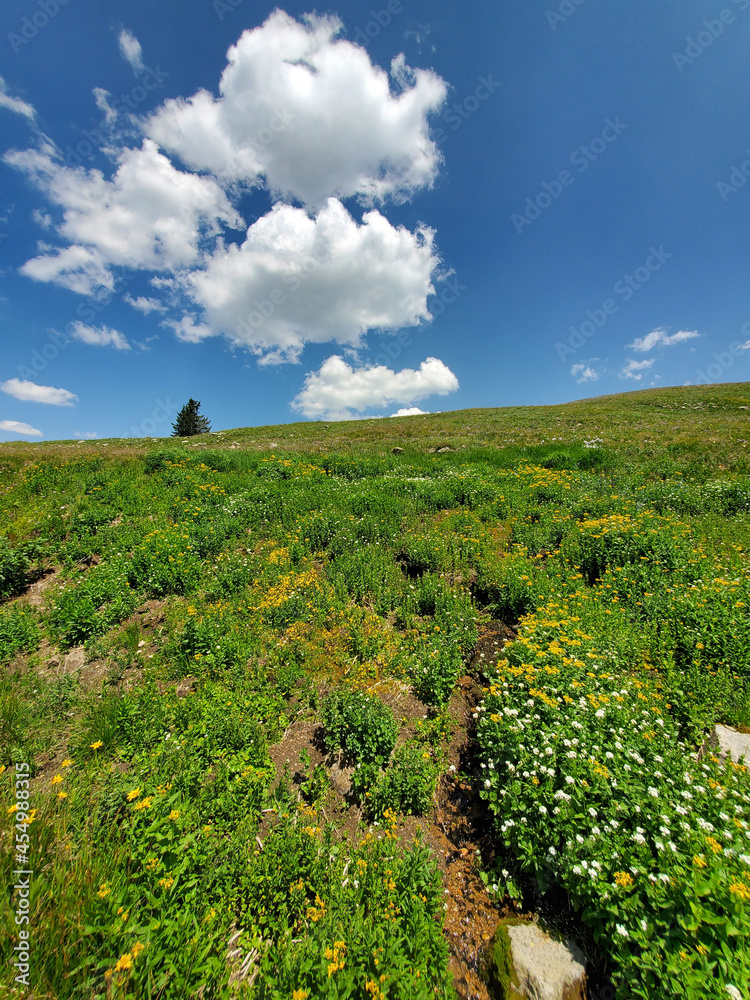 Alpine tundra flowers on Rollins Pass in Indian Peaks Wilderness and Arapaho National Forest, Colorado on sunny afternoon under bright white clouds.