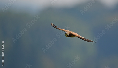 Common kestrel // Turmfalke (Falco tinnunculus) photo