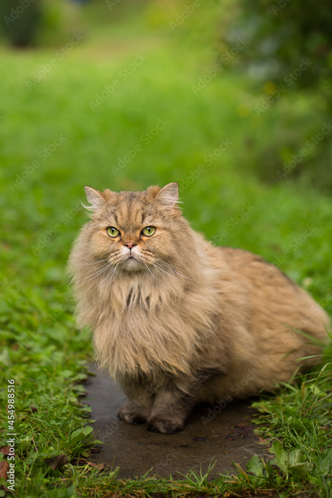 Fluffy long-haired cat, close-up portrait outdoors.