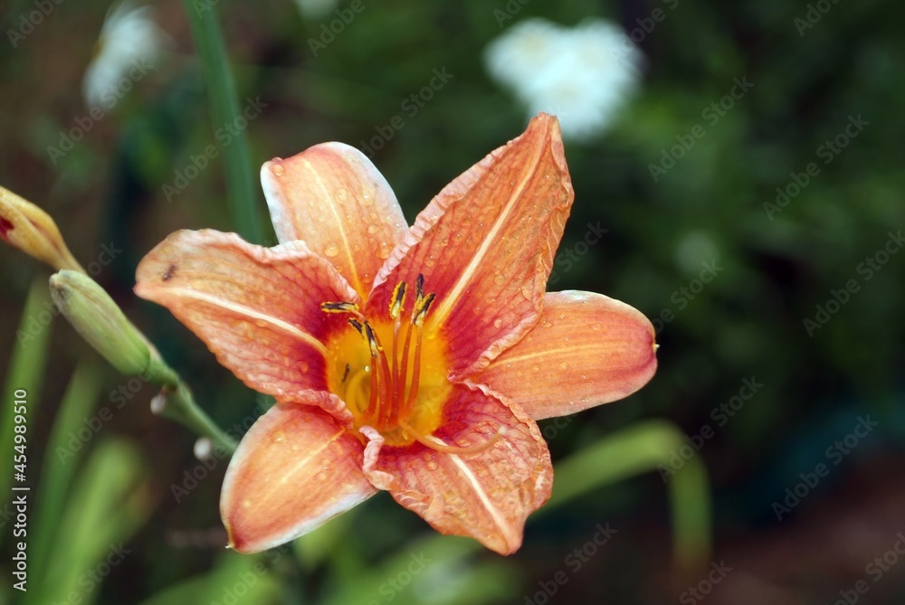 lily flower in the garden in summer lily flower in the garden in summer