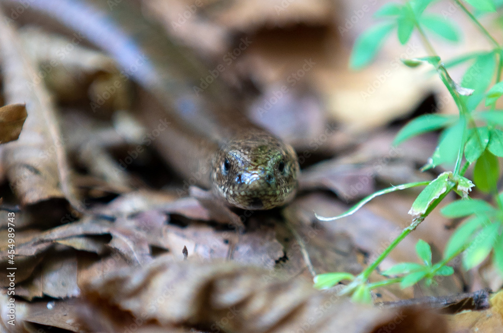 An Anguis fragilis lizard on the ground An Anguis fragilis lizard on the ground
