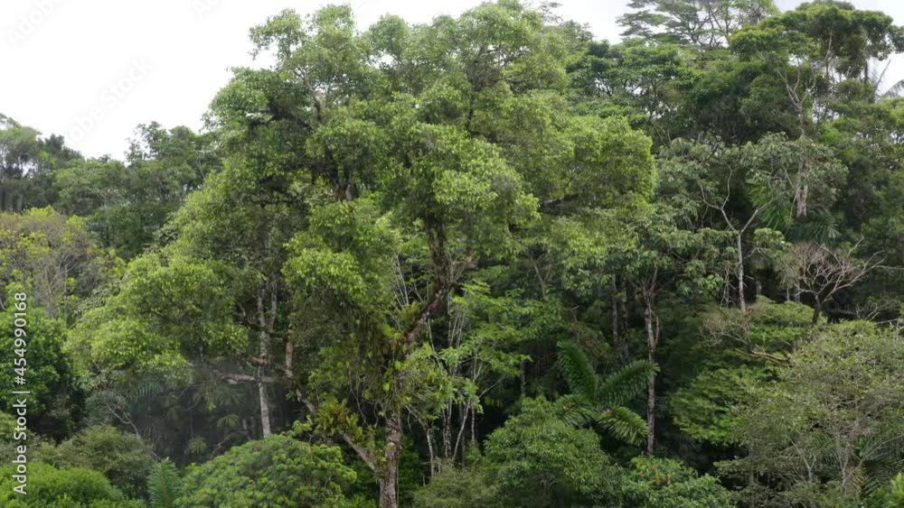 Aerial view, moving around a large tree crown of a tree growing in a tropical forest Aerial view, moving around a large tree crown of a tree growing in a tropical forest