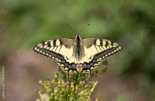 a Swallowtail butterfly on a plant