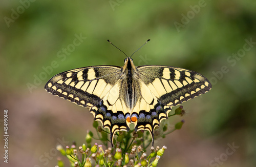 a close-up with a Swallowtail butterfly