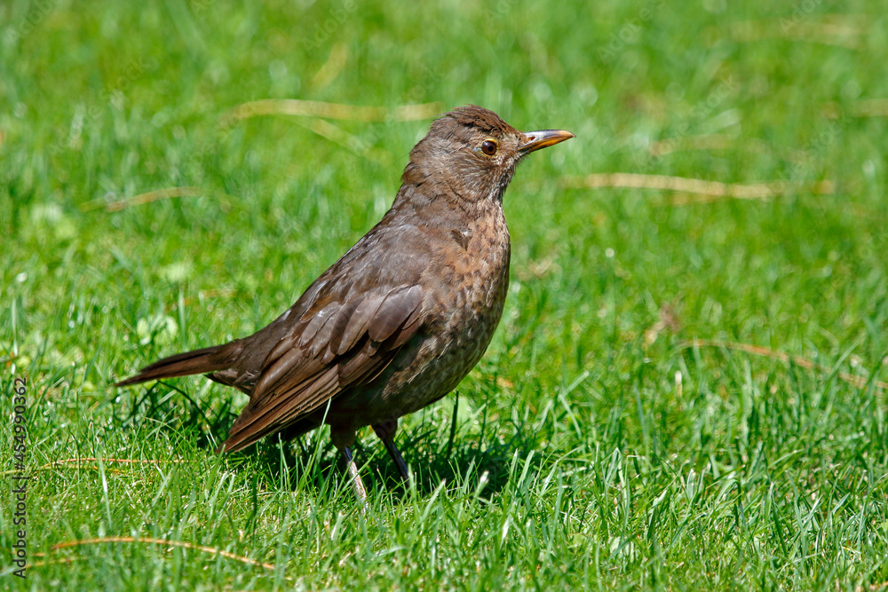 Obraz premium Eine Amsel im Gras, aufgeregt