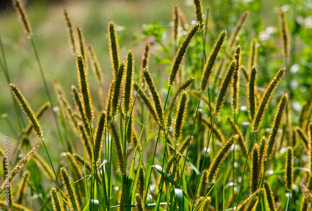 A cluster of plants Setaria pumila with selective focus A cluster of plants Setaria pumila with selective focus