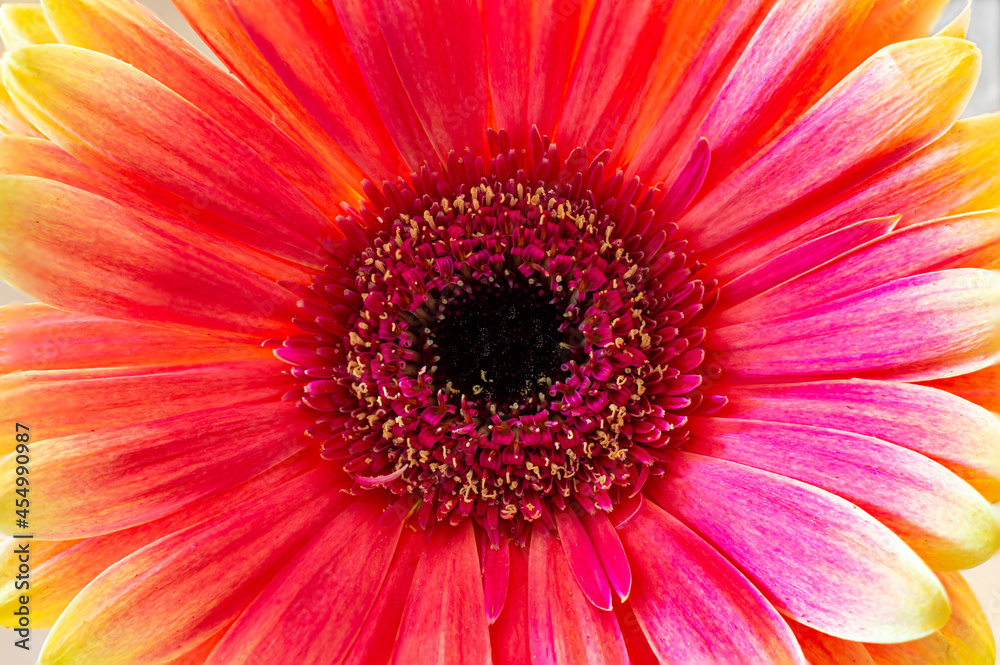 red gerbera flower red gerbera flower