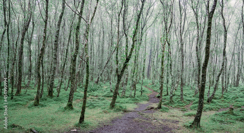 Natural landscape of tall spindly trees with low green ground cover and walking tracks on damp misty morning