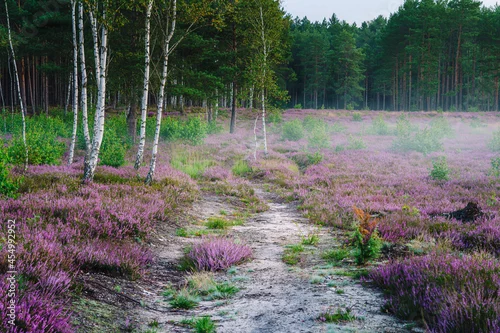 Obraz Brzozy na wrzosowisku