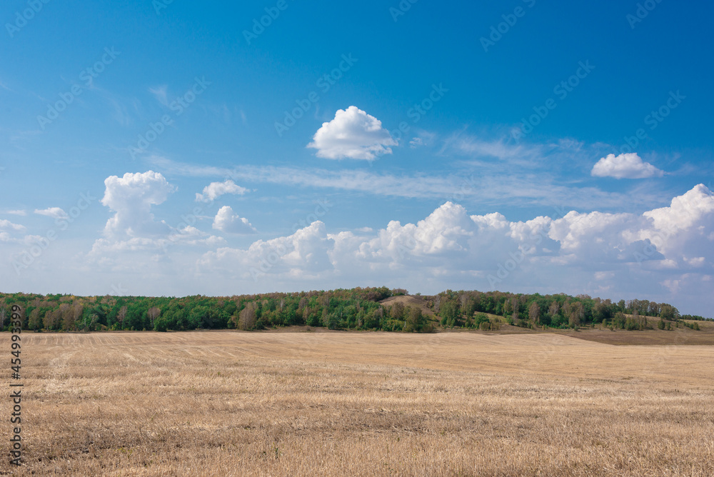 Light yellow field with blue sky and clouds.