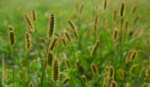 Natural background. Grass texture. Unmown green grass in meadow at sunset. Close-up of green unmown grass against the backlight of the setting sun. © Trik