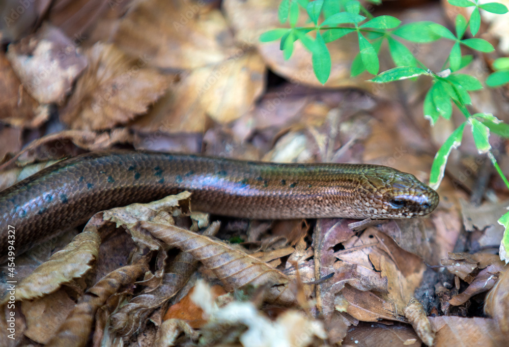 An Anguis fragilis lizard on the ground An Anguis fragilis lizard on the ground