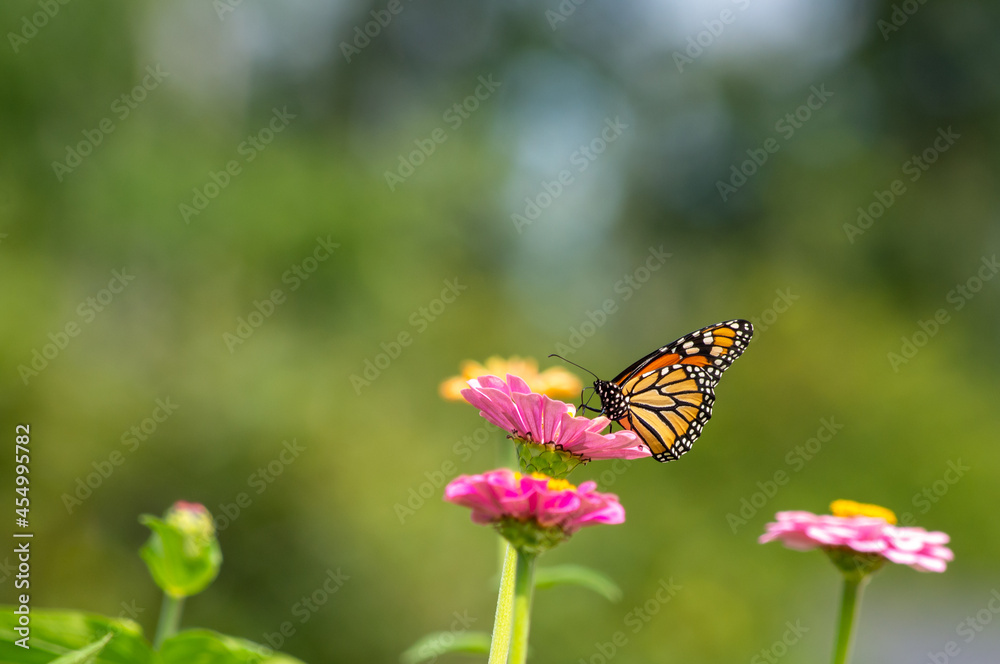 monarch butterfly on a flower