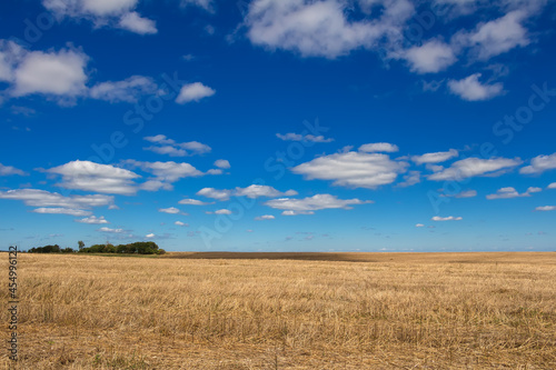 A golden mown field with trees on the horizon and against a blue sky with beautiful white clouds.