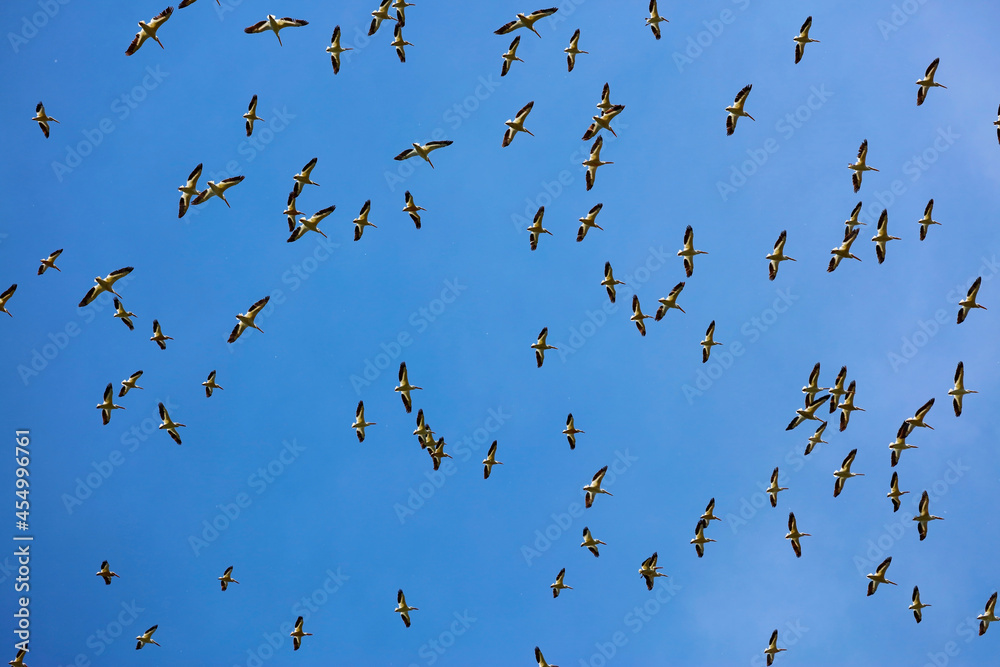 Flock of American White Pelicans circling overhead Flock of American White Pelicans circling overhead
