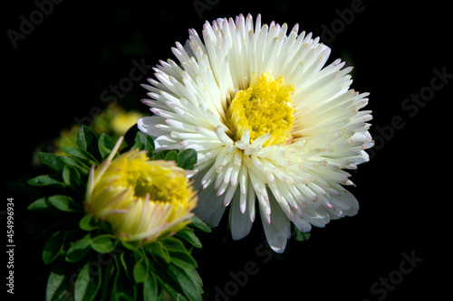 Chinese Aster White, Callistephus chinensis photo