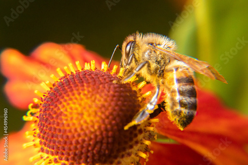 Honey bee covered with yellow pollen drink nectar, pollinating flower. Inspirational natural floral spring or summer blooming garden background. Life of insects, Extreme macro close up selective focus photo