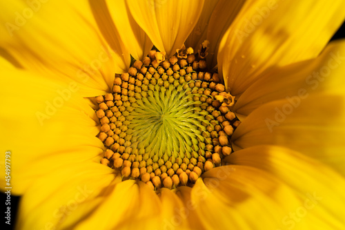 Close-up of the middle of a sunflower flower  soft focus.