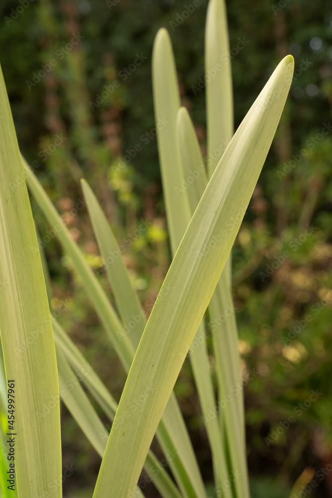 Fototapeta premium Leaves background. Daffodil green leaves growing in a pot in the park. 