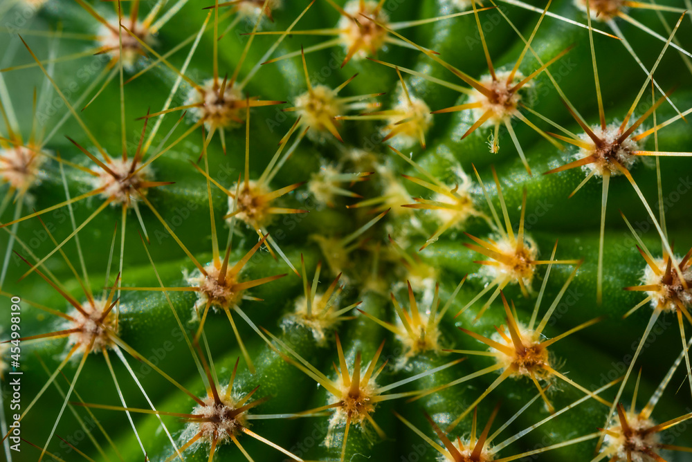 Macro photo of needles of a cactus, thorns of a cactus, macro photo Macro photo of needles of a cactus, thorns of a cactus, macro photo
