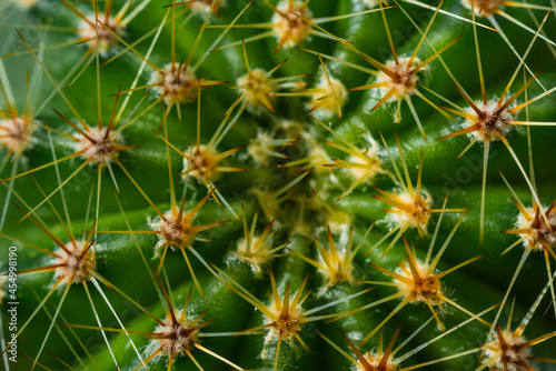Macro photo of needles of a cactus  thorns of a cactus  macro photo