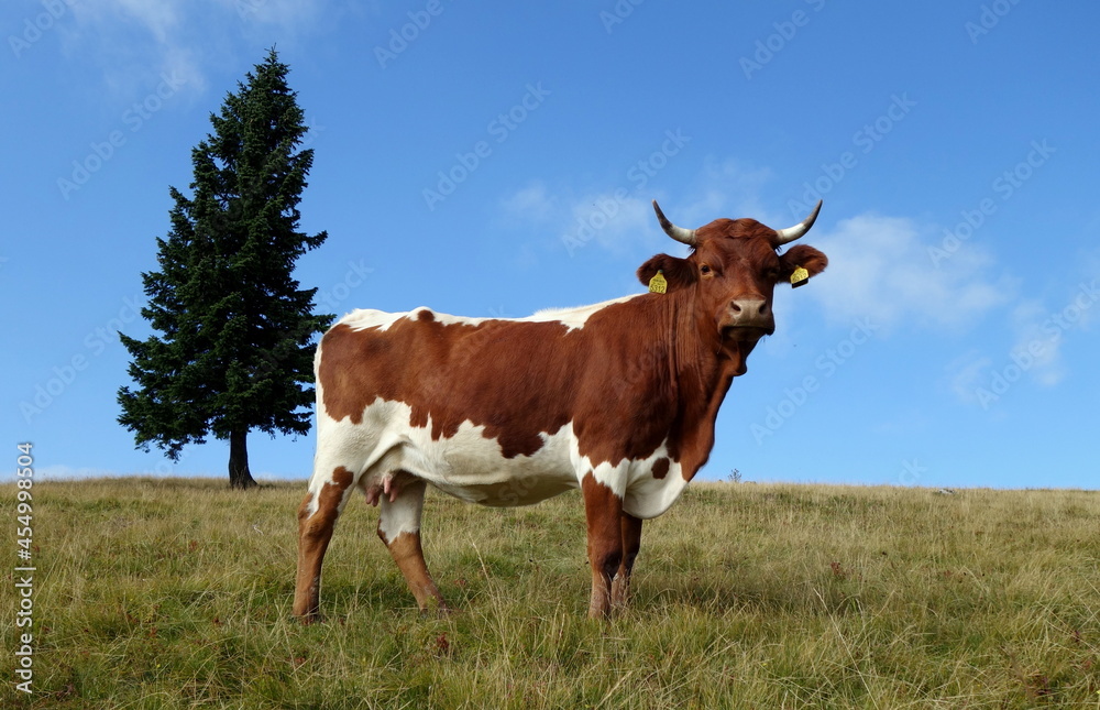 cow cattle on mountain is happy