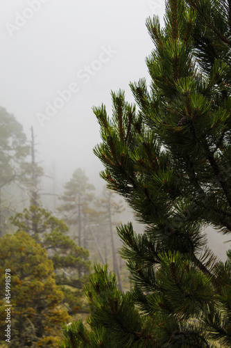 Pinus hartwegii o el pino de las alturas, asi se le conoce a esta especie que se ubica en las montañas mexicanas y es de gran importancia ecológica. 