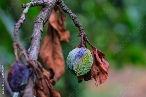 plum raisined on twigs in a tree with dry leaves photo