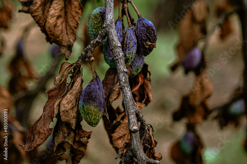 plum raisined on twigs in a tree with dry leaves photo