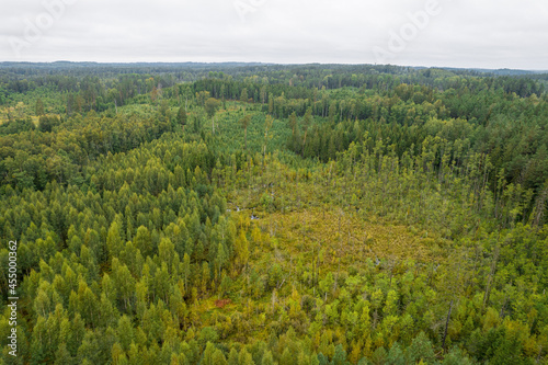 Aerial view from drone on bogs  gallant old pine and young birch forests in different colors such as light  dark green  emerald  yellow