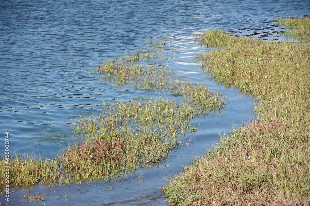 Close full frame view of coastal wetlands in northern California Close full frame view of coastal wetlands in northern California