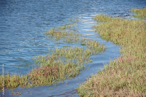 Close full frame view of coastal wetlands in northern California