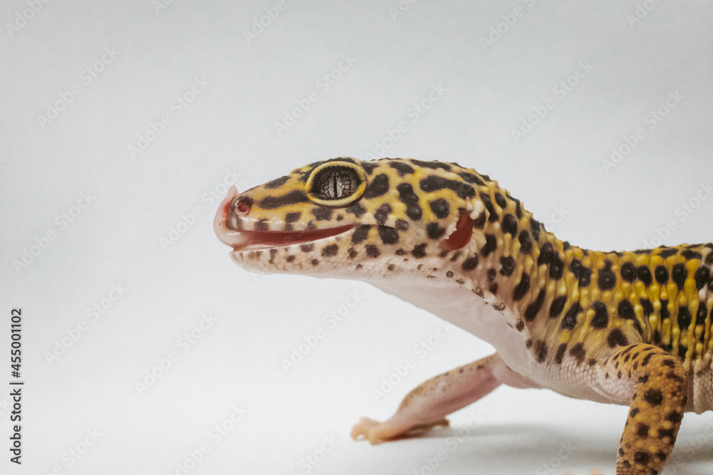 exotic pet leopard gecko (Eublepharis macularius) on white background exotic pet leopard gecko (Eublepharis macularius) on white background
