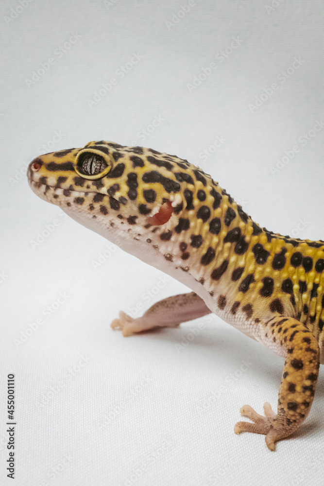 exotic pet leopard gecko (Eublepharis macularius) on white background exotic pet leopard gecko (Eublepharis macularius) on white background