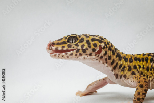 exotic pet leopard gecko (Eublepharis macularius) on white background