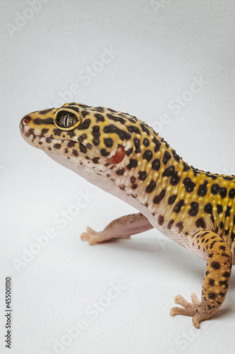 exotic pet leopard gecko (Eublepharis macularius) on white background
