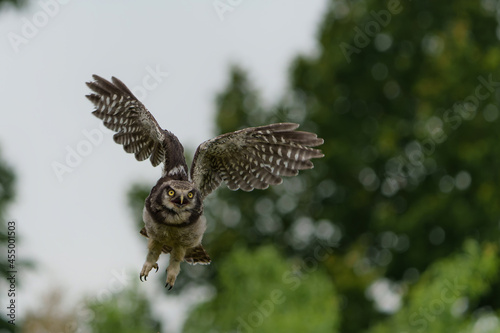 Juvenile Northern hawk-owl or northern hawk owl (Surnia ulula) flying with a green background.  