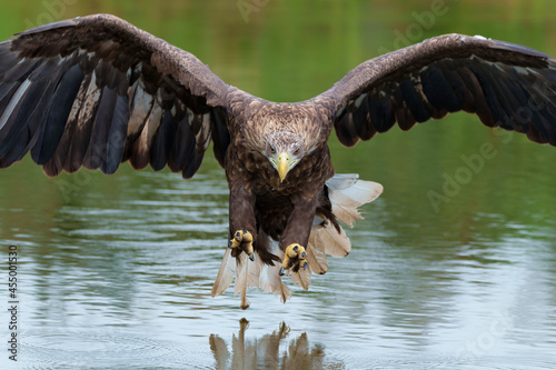 White Tailed Eagle (Haliaeetus albicilla) fishing in a lake. Also known as Eurasian sea eagle and white-tailed sea-eagle          