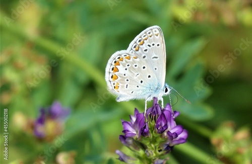 Beautiful blue butterfly spread wings in the meadow