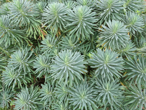 Euphorbia characias photo