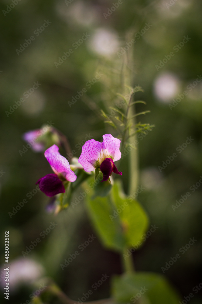 flower in the forest