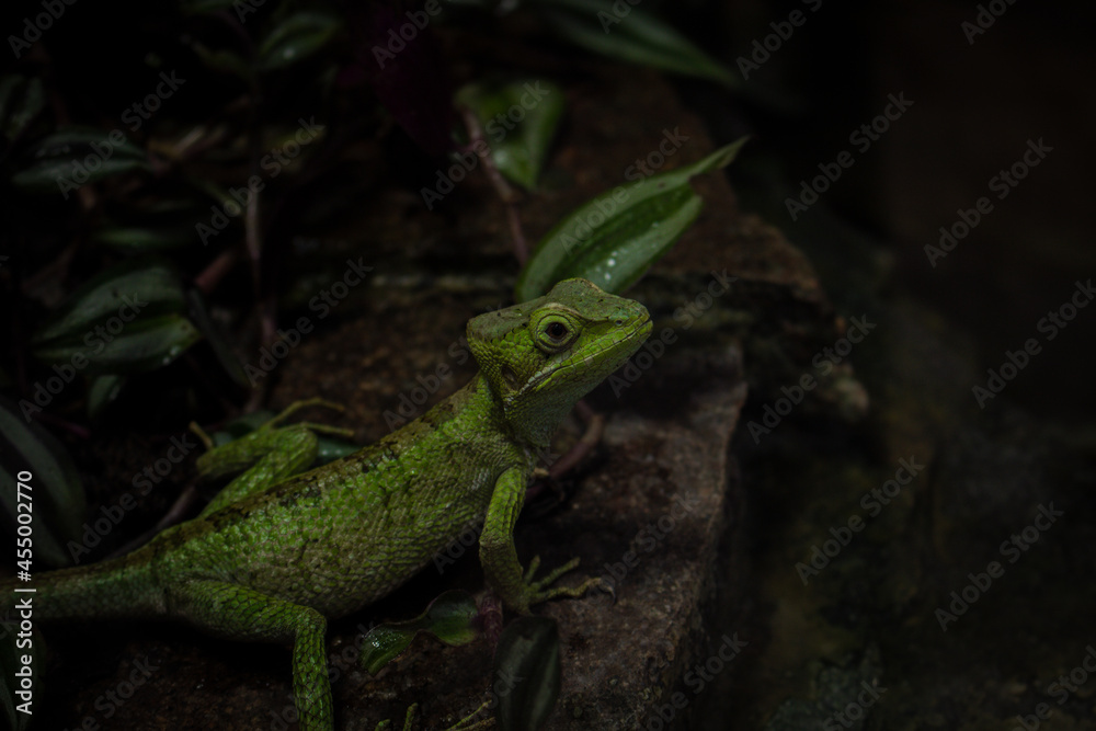 Fototapeta premium Grüner Leguan