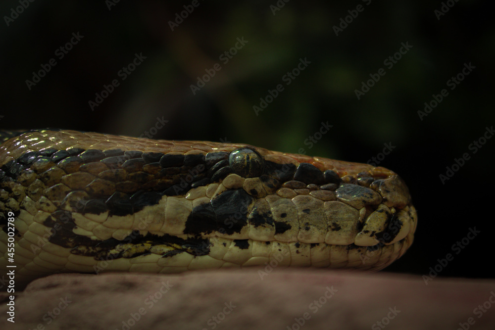 Python Schlange Python Schlange
