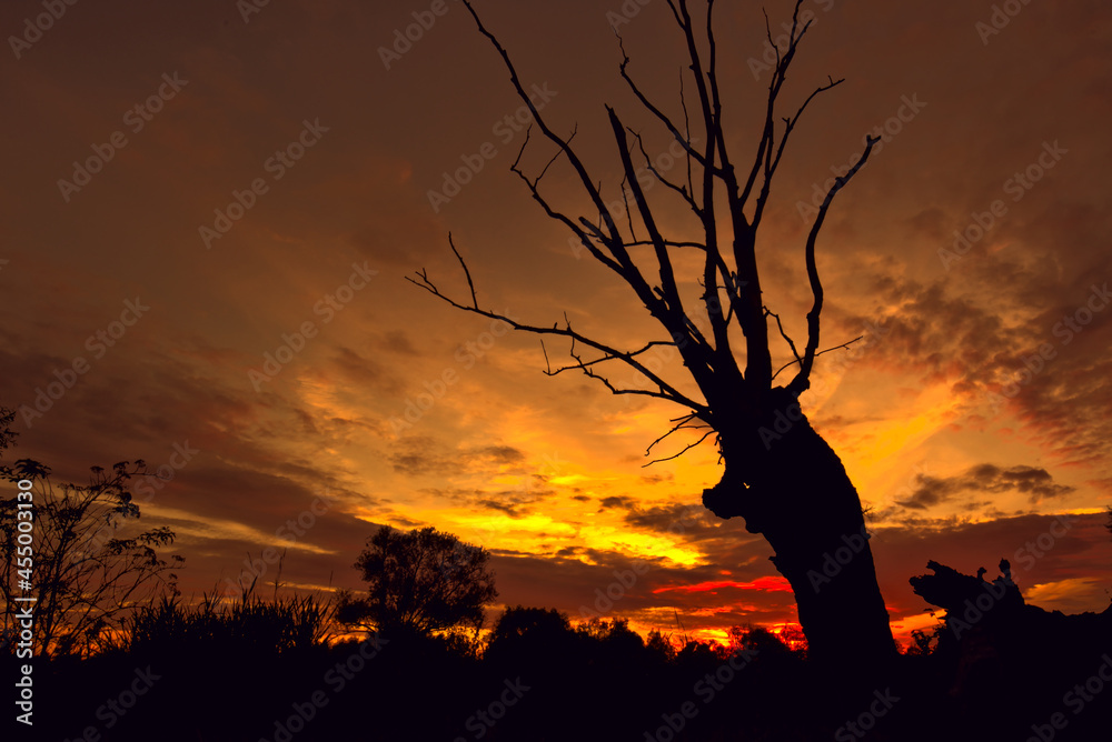 Dramatic sky during sunset with an old dead tree in the foreground.