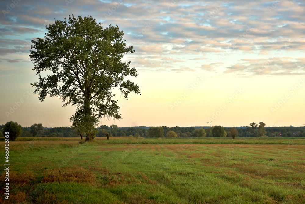 A lonely tree among green meadows.