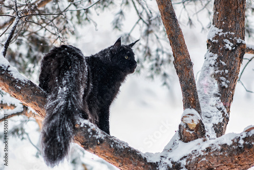 Canvas Print A very nice black maine coon cat sitting on a tree in a winter snowy forest