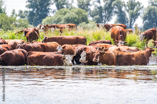 cows drinking and bathing in the water